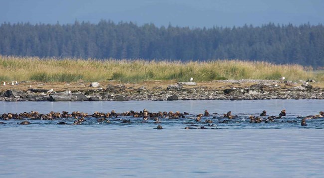 Sea otter raft, GLBA A raft of sea otters.