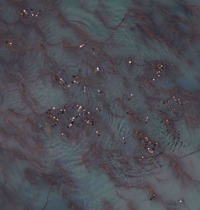 aerial sea otters Sea otters float in a kelp bed
