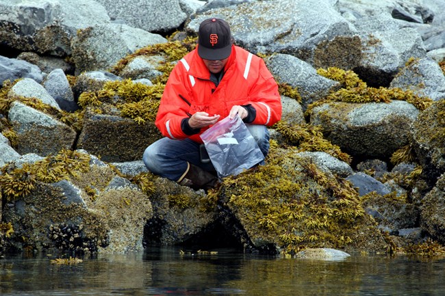 SEAN mussel collection Collecting mussels to analyze them for marine contaminants.