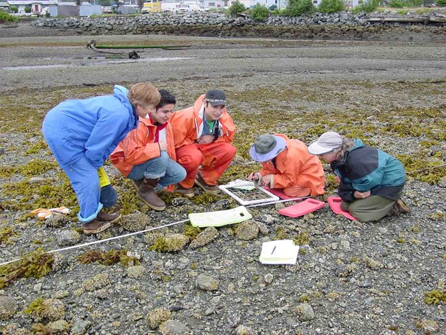 Researchers measuring intertidal communities.