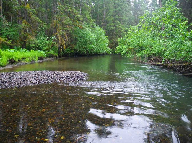 A stream through heavy vegetation.