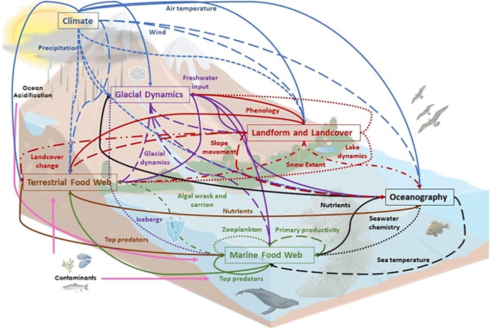 A conceptual model of ecosystem interactions from glaciers to ocean.