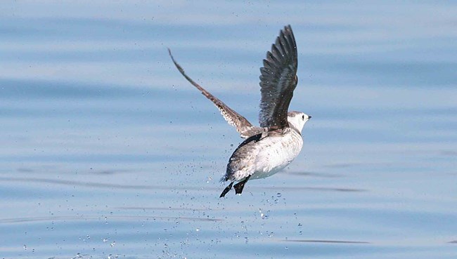 KIMU a Kittlitz's Murrelet takes off the water