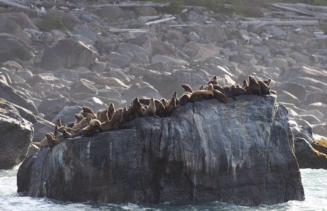 sea lions hauled out on an iceberg