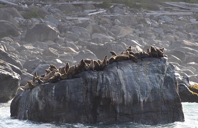 sea lions hauled out on an iceberg