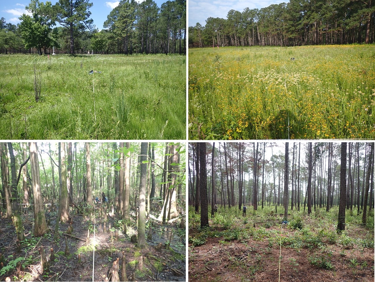 Veg Plots at MOCR Four photos of trees and vegetation with measuring tape running to the center front to back and left to right
