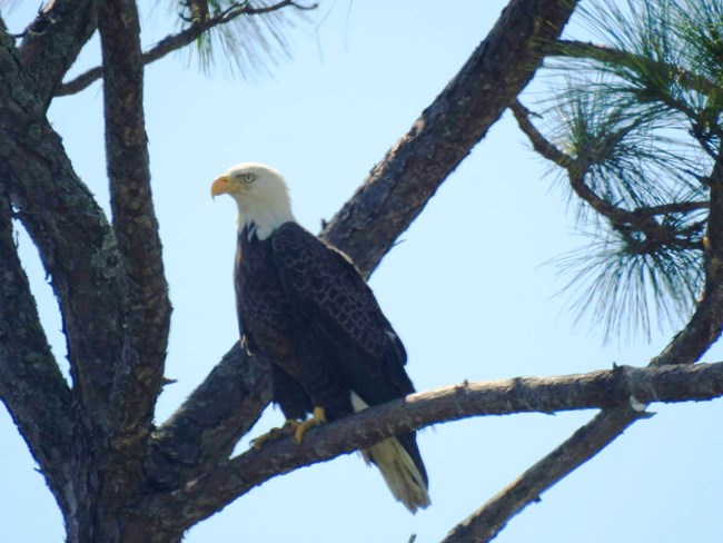 Bald eagle at FOMA Bald eagle perched on a tree branch