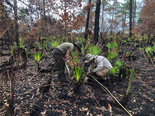 Two people kneeling on burnt ground surrounded by saw palmettos