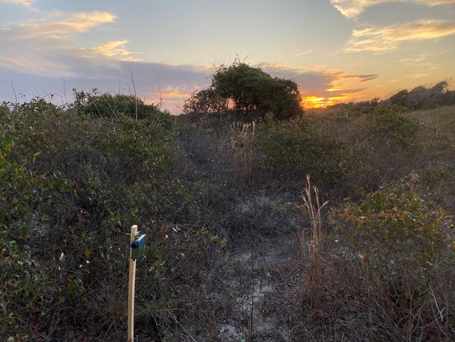 An ARD at FOSU An ARD mounted to a stick in the foreground with vegetation and a sunrise in the background