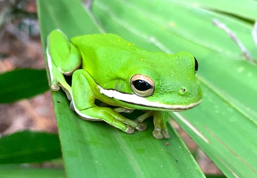 Green treefrog (hyla cinerea) at Cumberland Island National Seashore