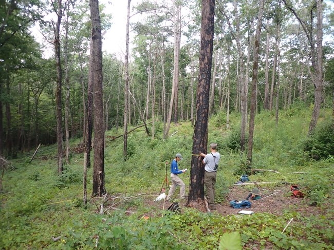 Veg monitoring at HOBE Wooded area with tall trees. One person holding a clipboard and one wraps a measuring tape around a tree.