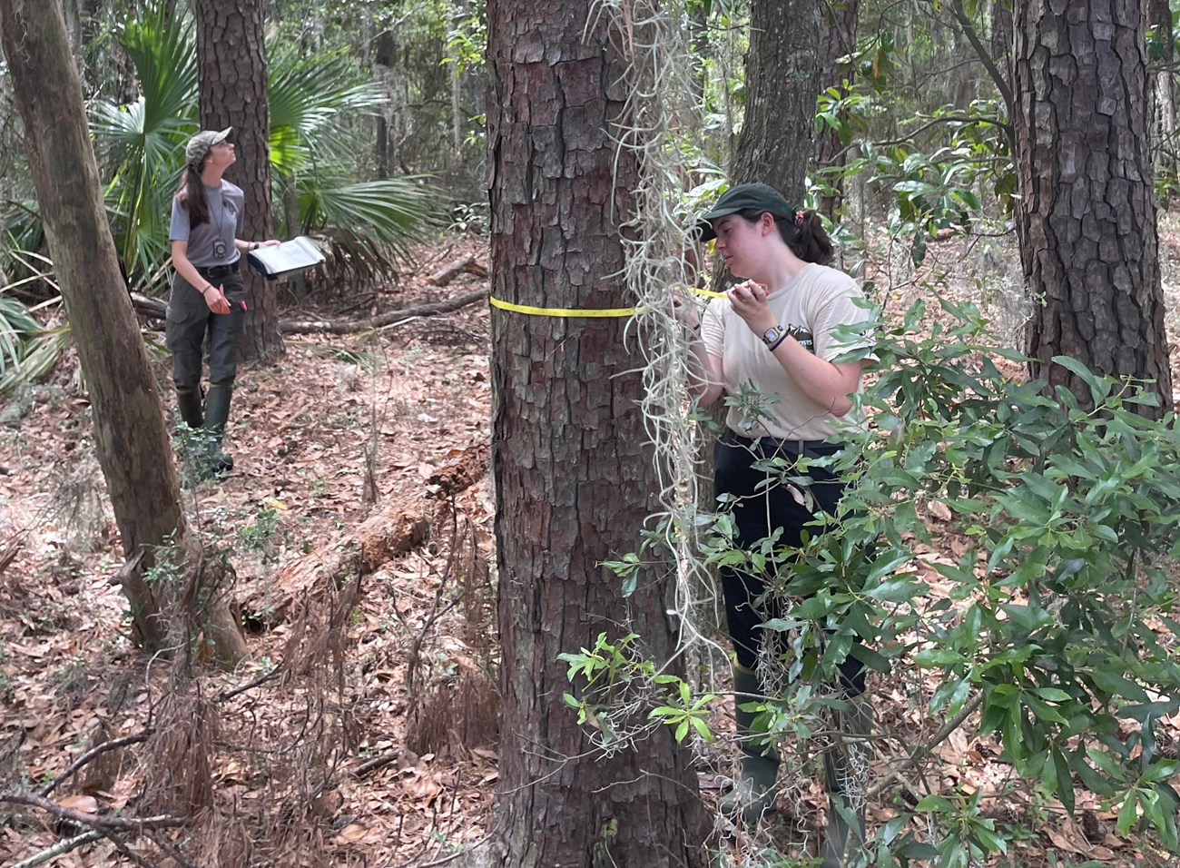 Veg monitoring at FOFR Two people in amongst trees. One is looking up with a clipboard, the other is measuring the trunk of a tree.