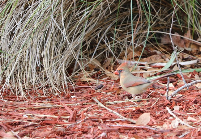 A female cardinal blends in with her surroundings at Cumberland Island National Seashore. A female cardinal blends in with her surroundings at Cumberland Island National Seashore.