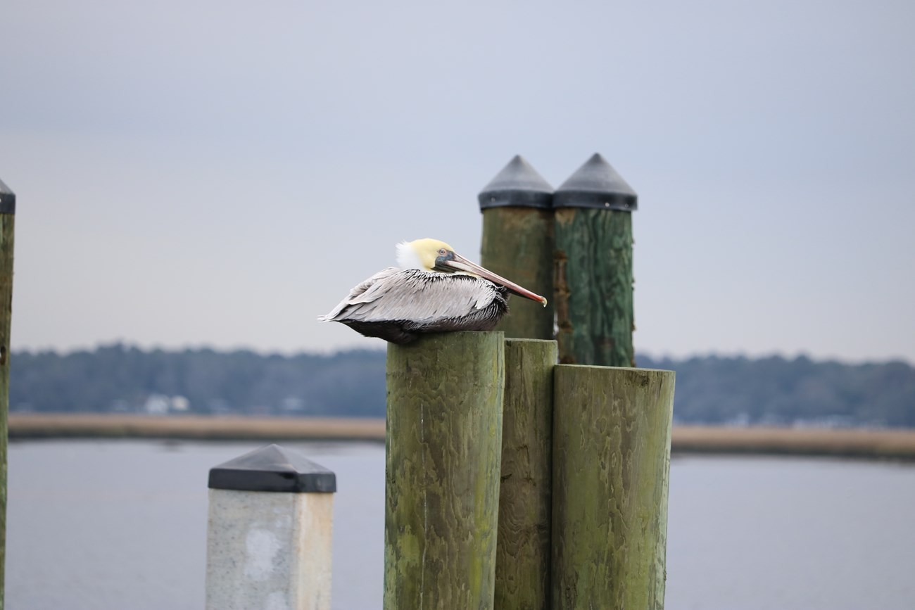 Brown pelican sitting on a dock piling