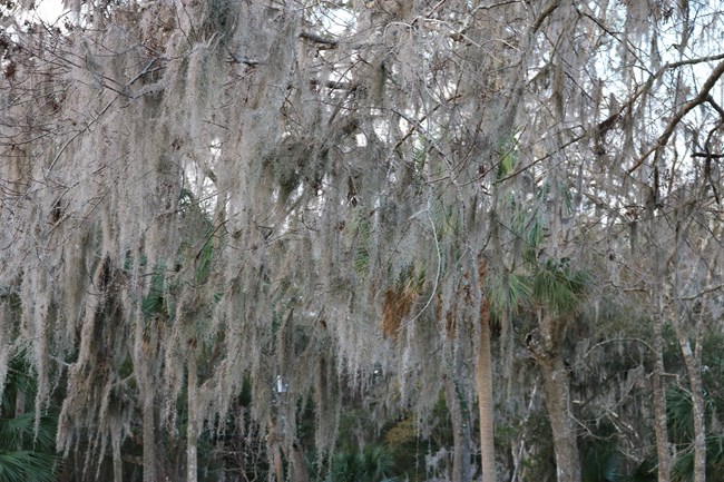 Spanish moss (Tillandsia usneoides) at Timucuan Ecological and Historic Preserve