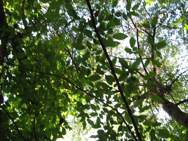 Canopy at Kennesaw Mountain National Battlefield Park.
