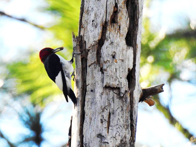 Red-headed woodpecker at Fort Pulaski National Monument