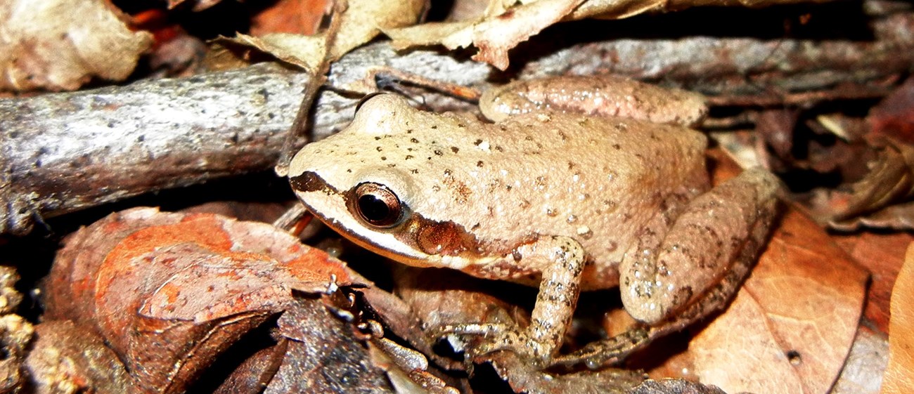 Upland Chorus frog2 Upland Chorus frog
