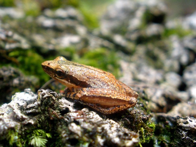 Grass frog at FOFR A grass frog