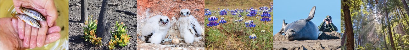 Row of Bay Area national park images: Two small fish in cupped hands; new growth around a charred stem; two fluffy white falcon nestlings in a cliff cavity; bright purple lupine flowers; park staff watching an elephant seal; rays of light through trees.