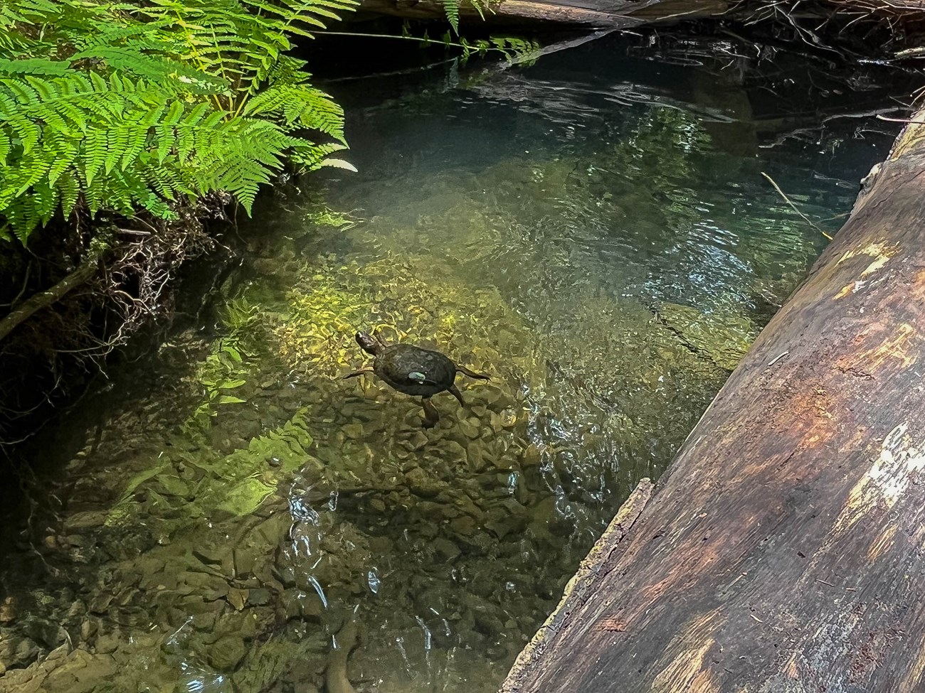 Turtle in Muir Woods A turtle is swimming in a pool of clear water, surrounded by logs and ferns.