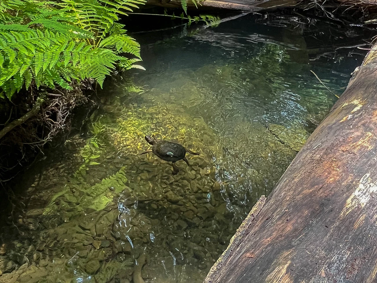 Turtle in Muir Woods A turtle is swimming in a pool of clear water, surrounded by logs and ferns.