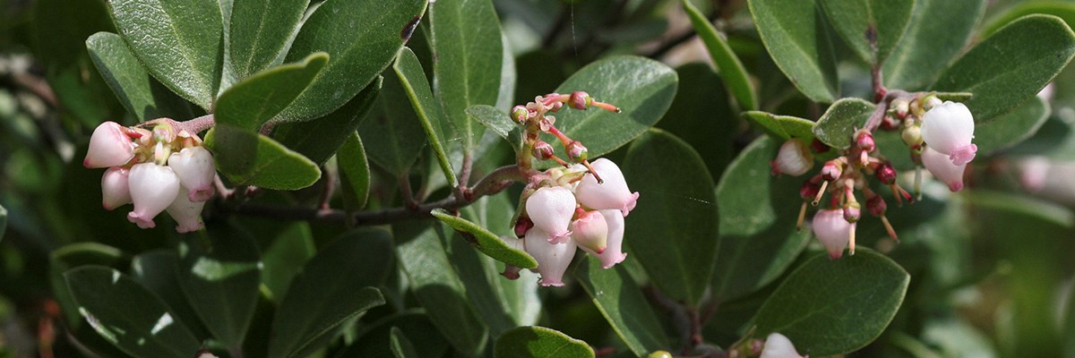 Franciscan Manzanita blossoms. Franciscan Manzanita blossoms.