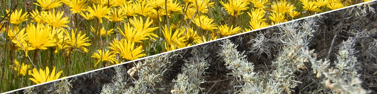 Field of yellow flowers and close-up of gray-green vegetation
