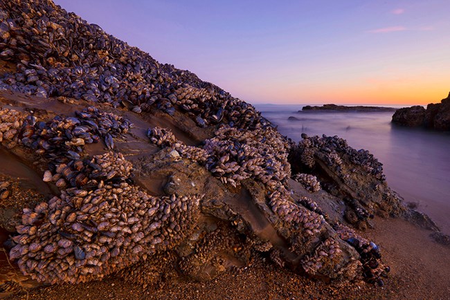 Mussel-covered rocks on the beach at sunset