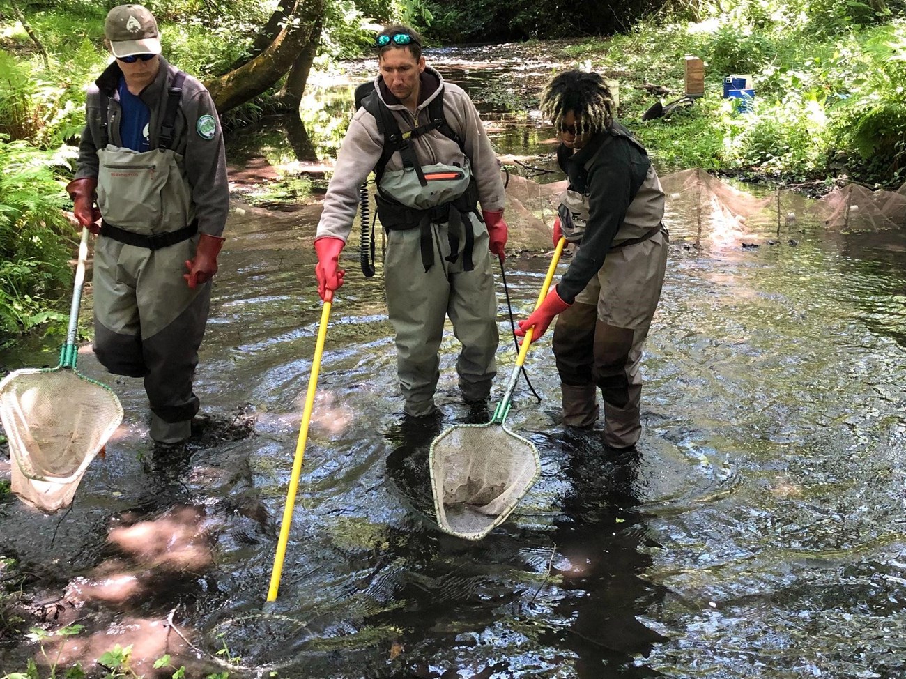 Three staff members stand in a creek with the individual in the middle holding a long rod with a circular metal ring in the water and the two on the sides standing ready with nets.
