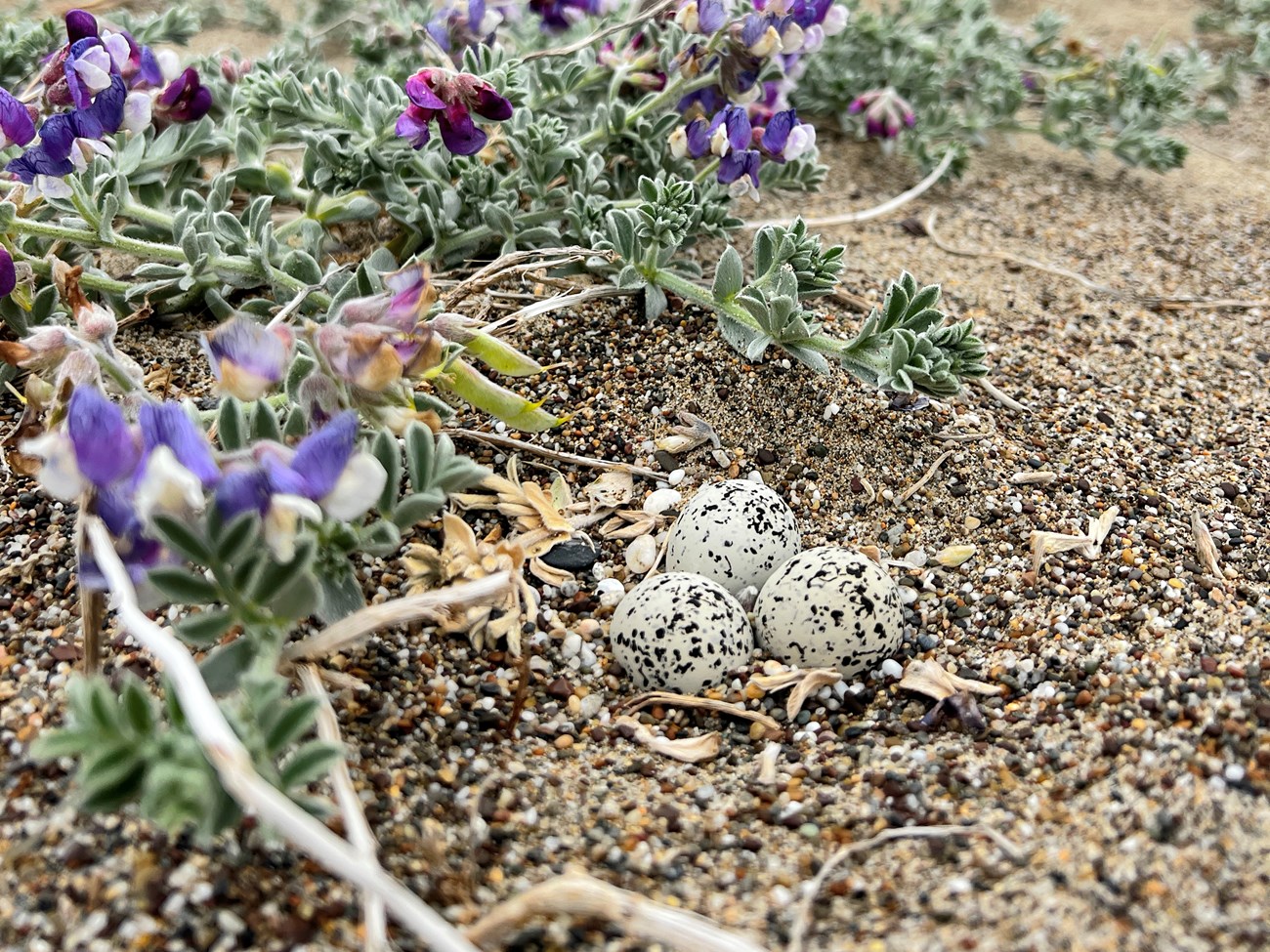 Western snowy plover eggs Three eggs, which are white and speckled with dark spots, are atop sand and pebbles. They are surrounded by a low-lying plant with purple flowers.