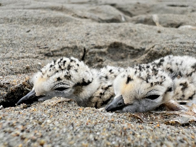 Plover hatchlings Two western snowy plover hatchlings lie on the sand. They have black beaks, a greyish-tan coloration, and many dark spots on their heads and bodies.