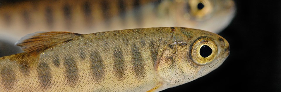 Closeup image of a juvenile coho salmon
