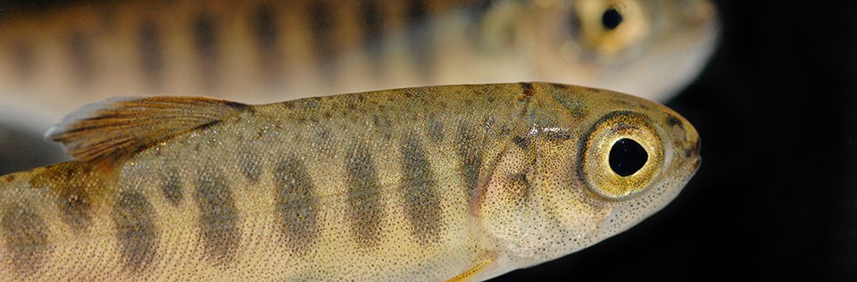 Closeup image of a juvenile coho salmon Closeup image of a juvenile coho salmon