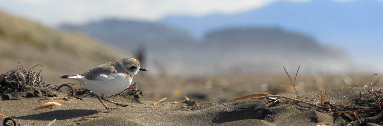 Snowy Plover walking in a sand dune