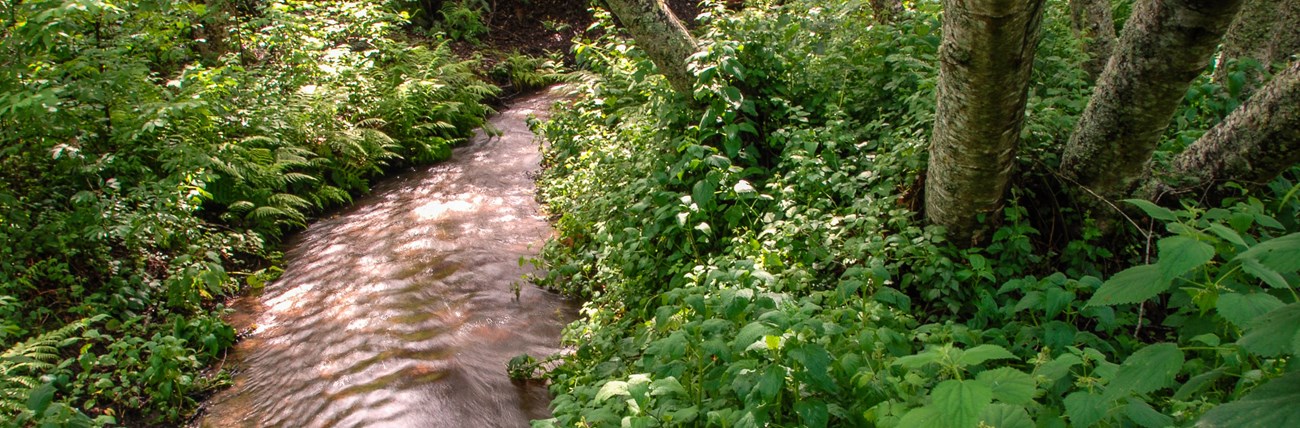 A stream winding through lush green vegetation