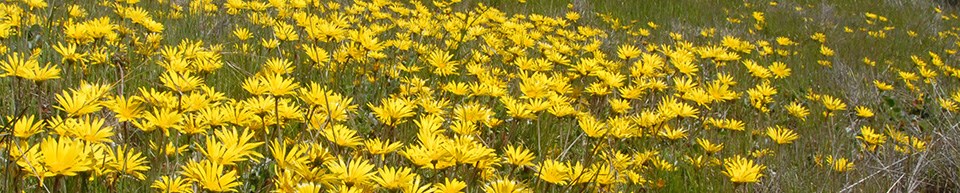 A field of yellow flowers