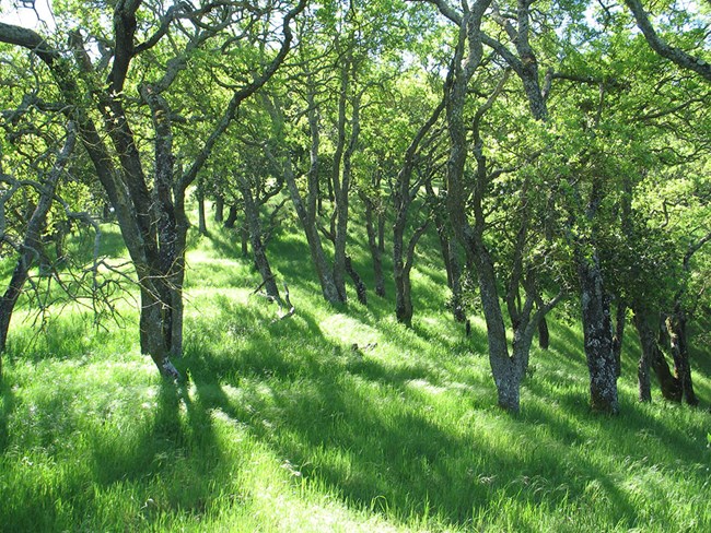 Sunlight filters through the twisting branches of a dense stand of oak trees