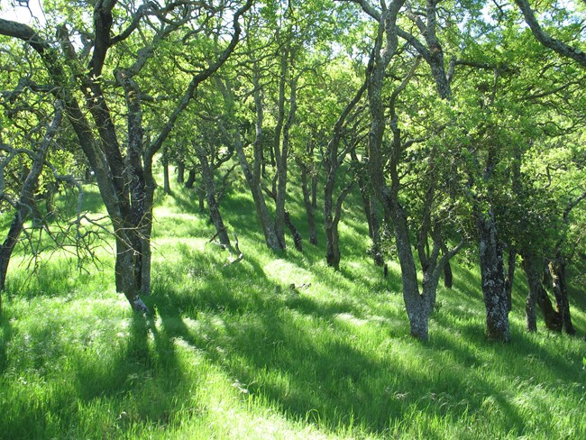 Blue Oak Woodland at John Muir National Historic Site Bright green grass under a canopy of oak trees