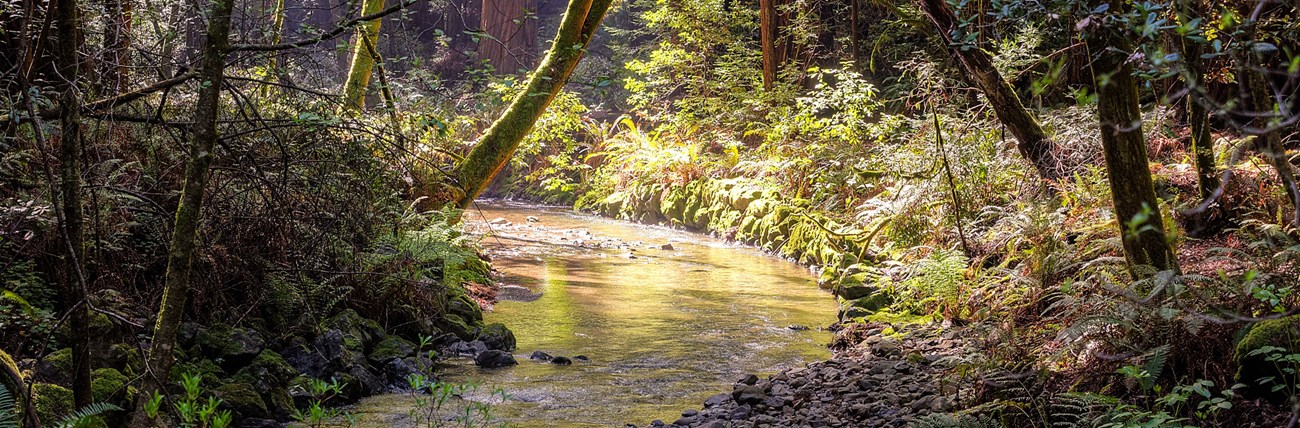 Golden light hits moss covered trees and ferns along a stream