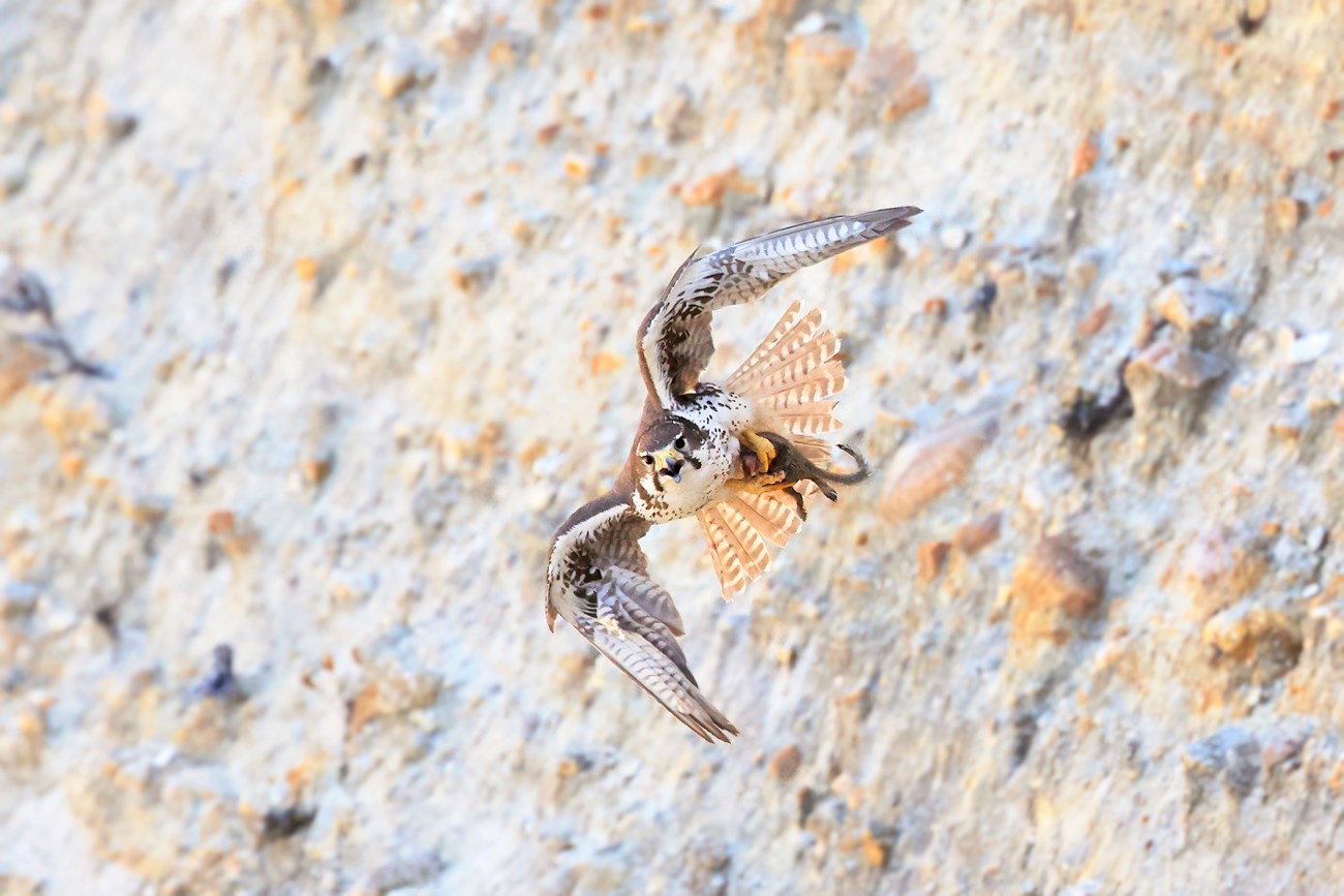 Head-on view of a falcon in flight, carrying a small squirrel in its talons. Out-or-focus in the background is a rough rocky cliff face.