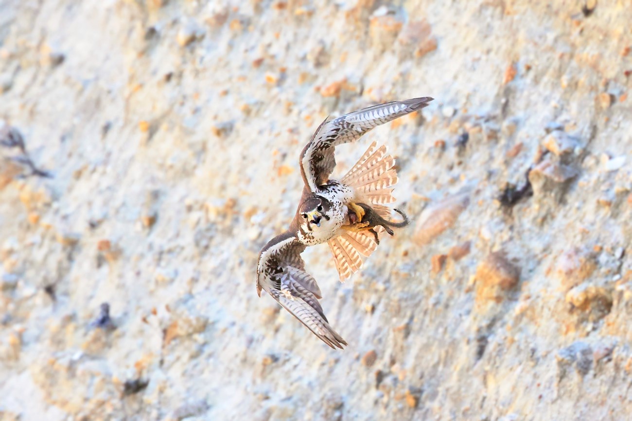 Female prairie falcon Head-on view of a falcon in flight, carrying a small squirrel in its talons. Out-or-focus in the background is a rough rocky cliff face.