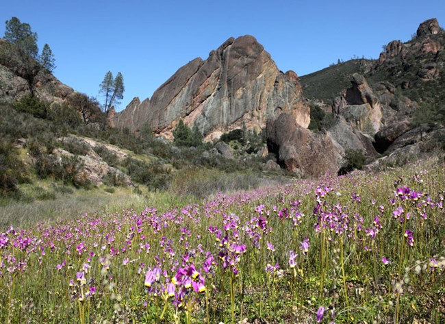 Shooting star flowers at Pinnacles National Park A field of bright pink flowers in front rocky outcrops