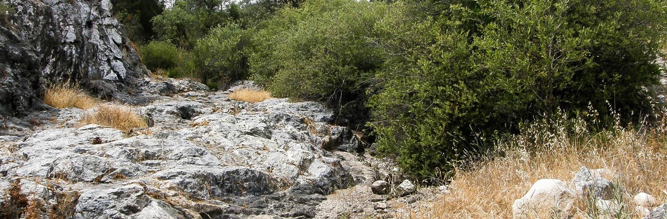 Typical riparian habitat at Pinnacles National Park A dry creekbed with green vegetation along the banks
