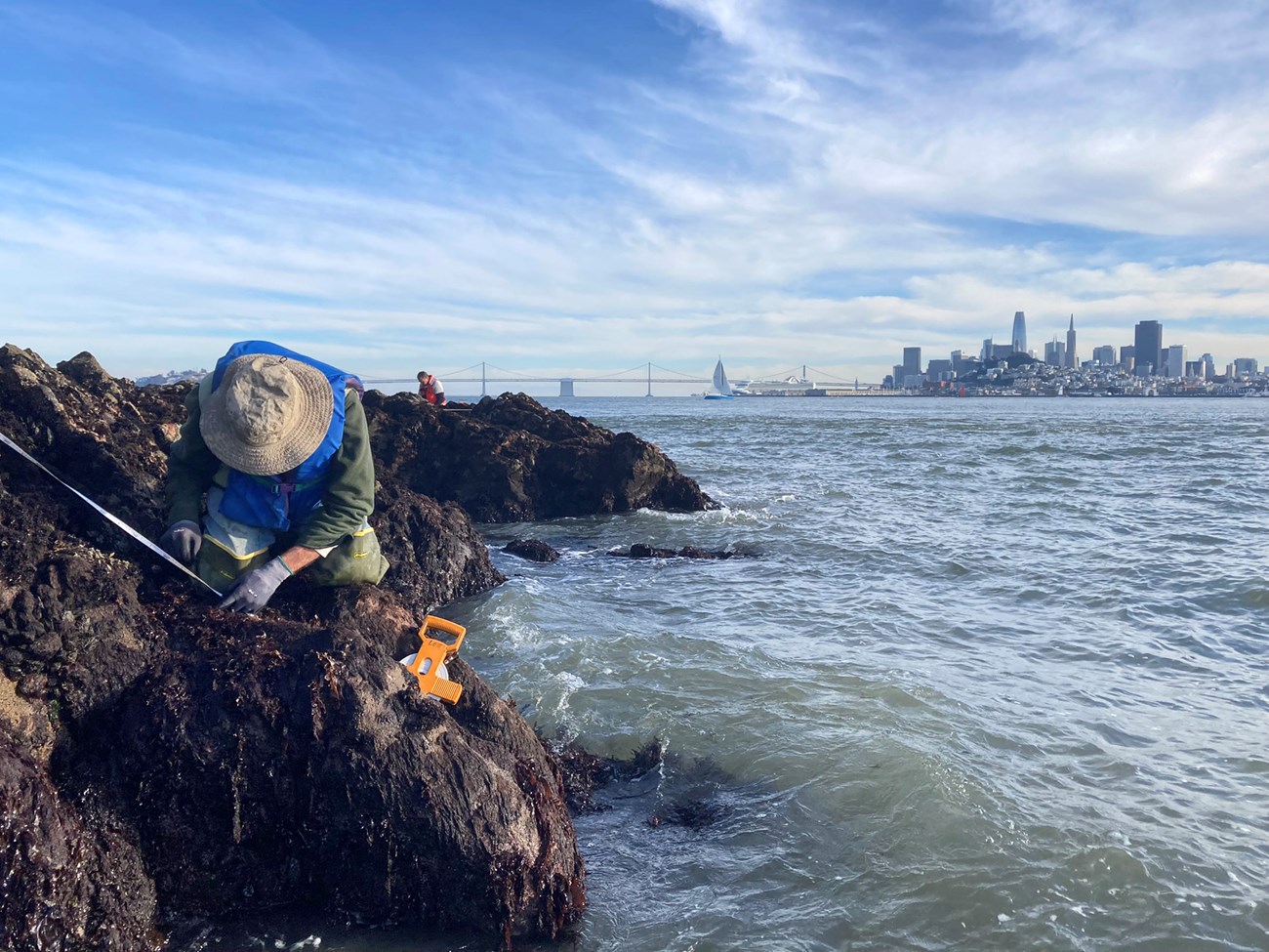 Person placing a measuring tape on an algae-covered rocky shelf just above the churning water of San Francisco Bay. The Bay Bridge and the San Francisco skyline are in the background.