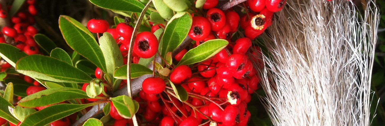 A close up view of the red berries and green leaves of Pyracantha, next to the fluffy white seed head of Jubata grass