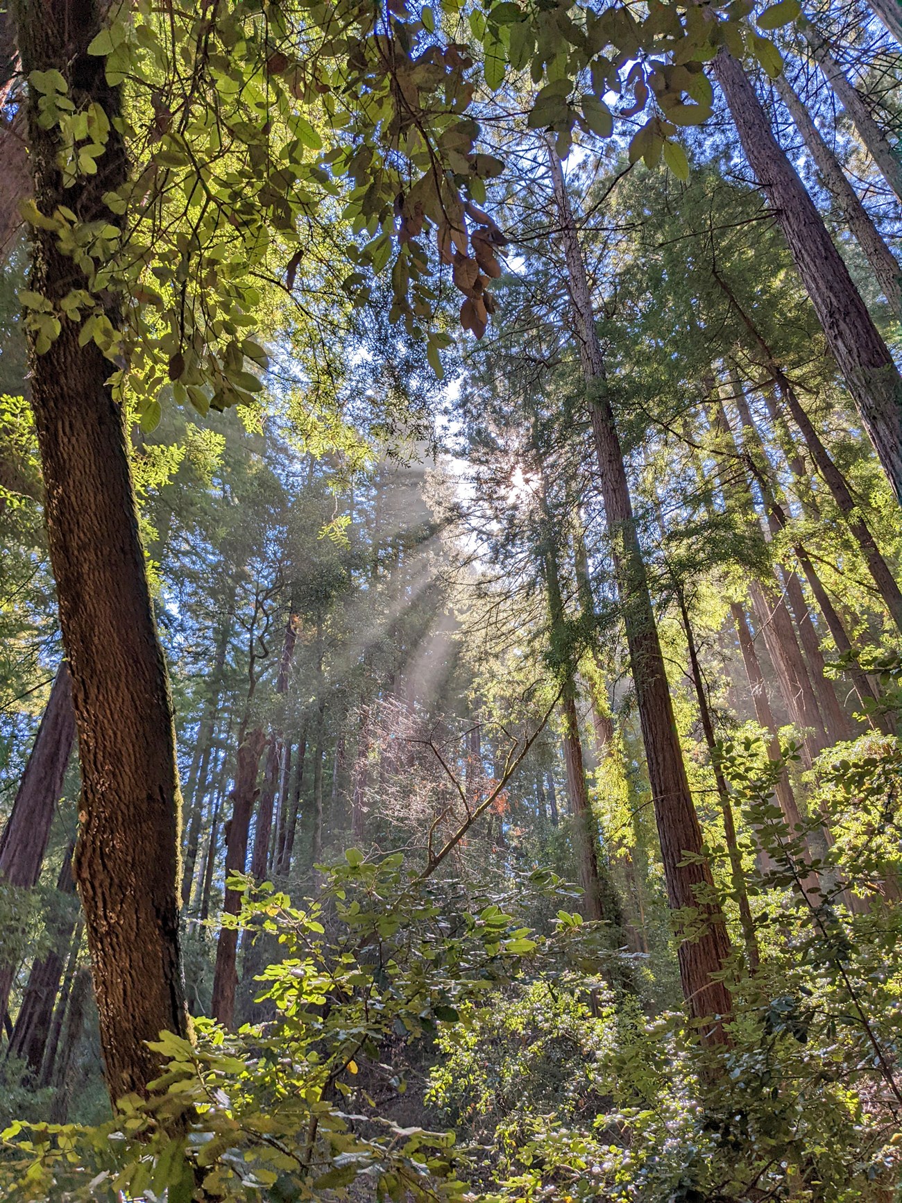 Rays of warm sunlight shine through a grove of impossibly tall coast redwood trees.