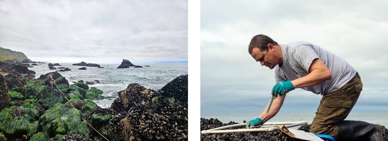 Two images are side by side. In the left image, a man wearing holds a green ruler. He kneels on a mussel bed over a white PVC quadrat, taking measurements. In the right image, man wearing waders pulls a yellow measuring tape across a patch of seagrass.
