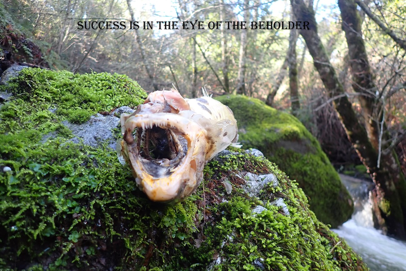 Close-up looking through the open mouth of a rotting salmon carcass atop a mossy boulder, beside a rushing stream. Warm sunlight filters through the forest in the background. Text along the top reads "Success is in the Eye of the Beholder".