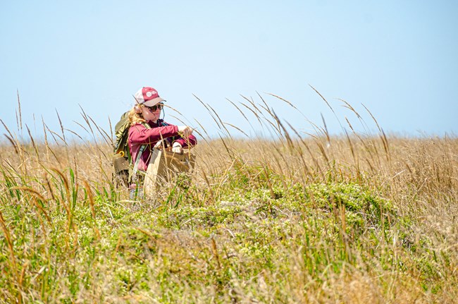 Em Mielke collects tufted hair grass A woman with blonde hair and wearing a burgundy hat and shirt is standing in a field of long grass, using garden shears to clip a stem.